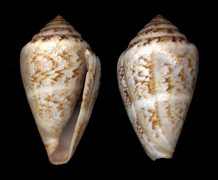 Conus mediterraneus